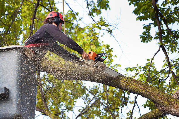 The Steps Involved in Our Tree Care Process in Chatham, VA